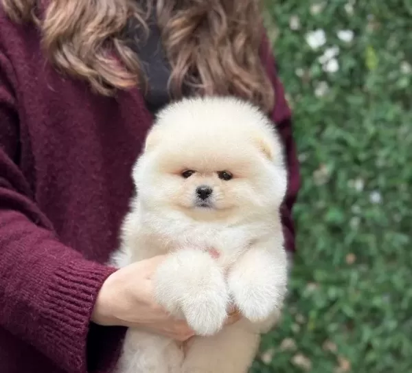 Pomerrian Boo Yavrular