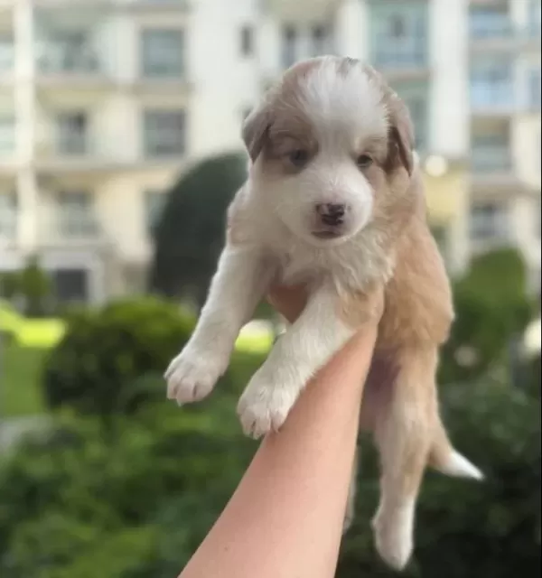 Ev Ortamından Anne Altından Safkan Yavrular