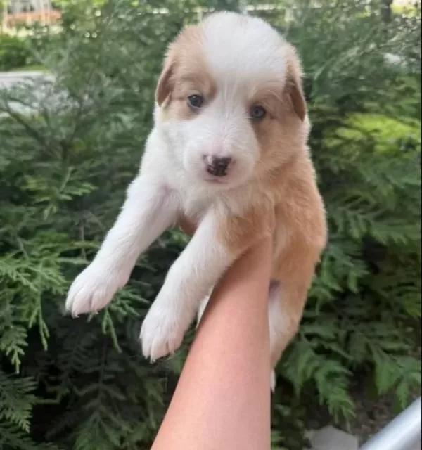Ev Ortamından Anne Altından Safkan Yavrular