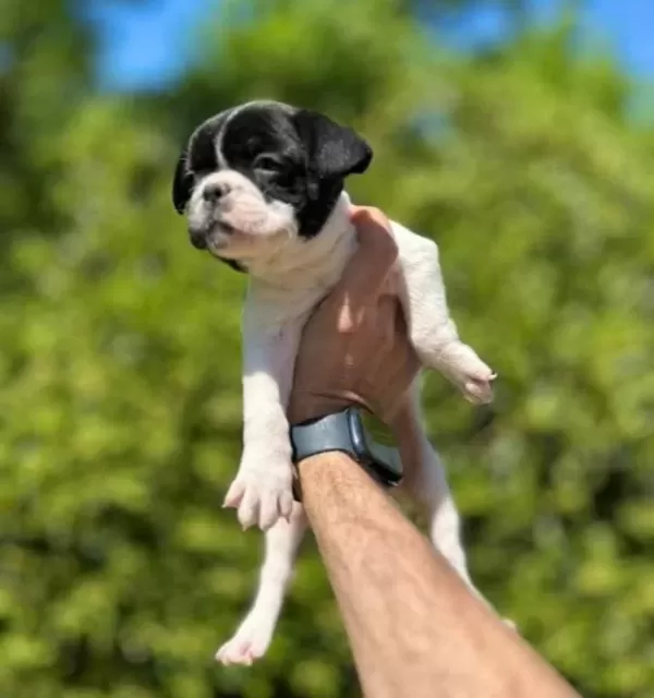 Cok Sevimli Sirin Ve Oyuncu French Bulldog Yavrularımız