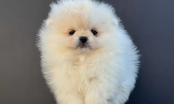 Pomeranian Yavrularımız