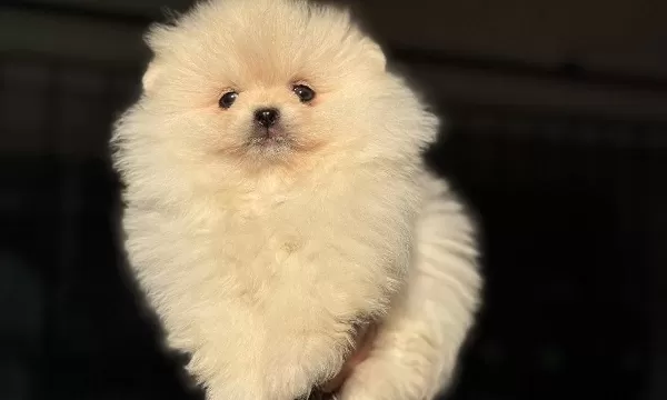 Pomeranian Yavrularımız