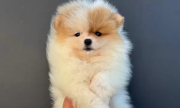 Pomeranian Yavrularımız