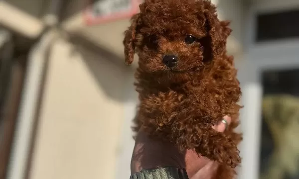 Show Kalite Tea Cup Kore Poodle Yavrularımız