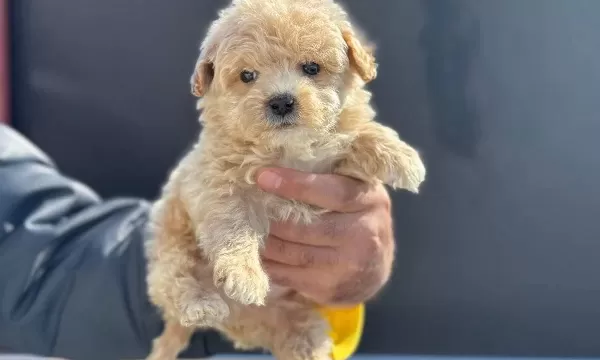Minik Maltipoo Yavrularımız