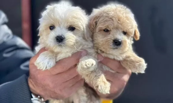 Minik Maltipoo Yavrularımız