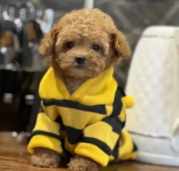 Korekan Toy Poodle bebeğimiz Latte