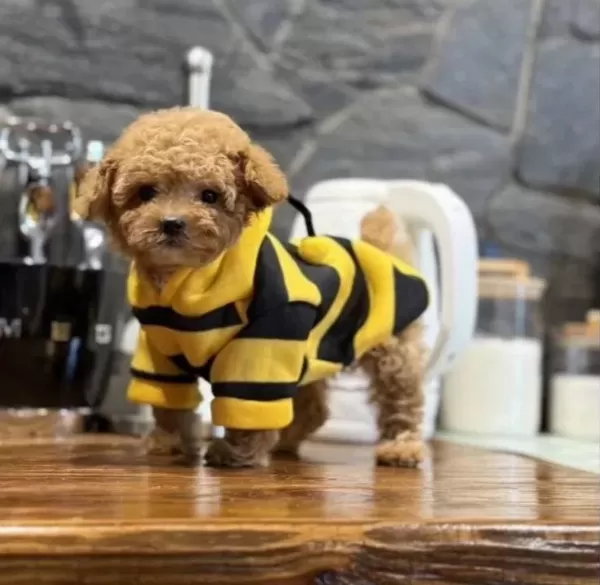 Korekan Toy Poodle bebeğimiz Latte