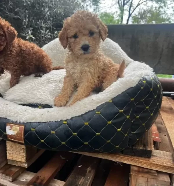 Maltipoo Cinsi Yavrular Ev Uretimi