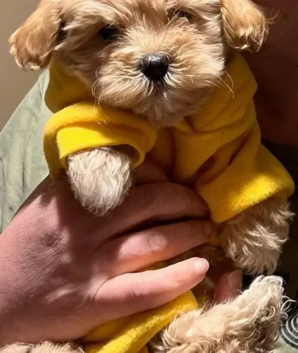 Maltipoo Bebeklerimiz