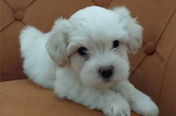 Maltipoo Bebeklerimiz