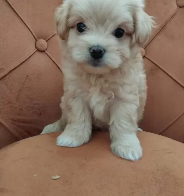 Maltipoo Bebeklerimiz
