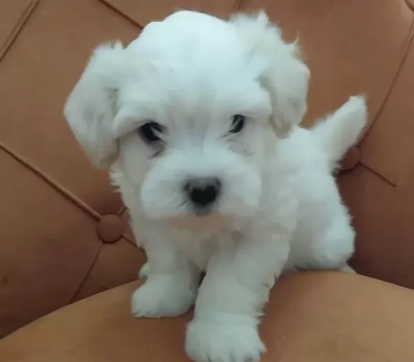 Maltipoo Bebeklerimiz