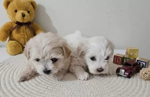 Tatlı Minik Pamuklarımız