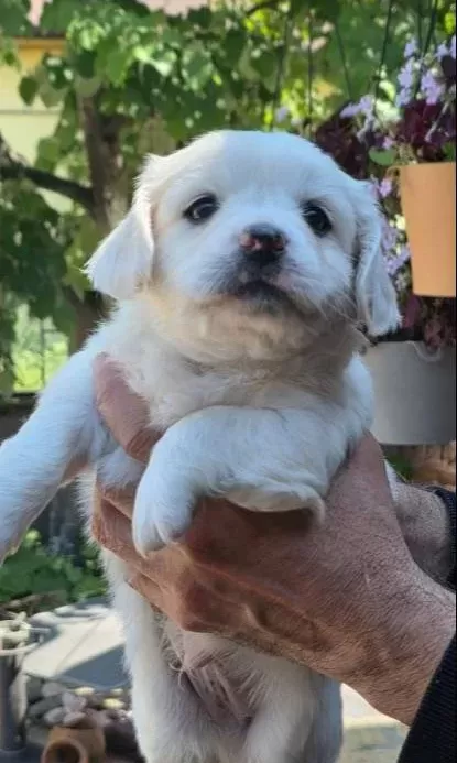 güzel Maltipoo Yavrularımız