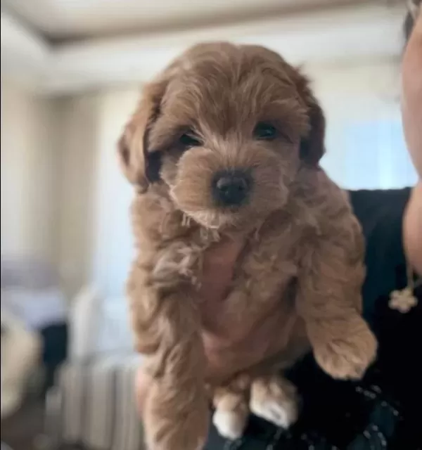 Irk Garantili Maltipoo Yavrularımız