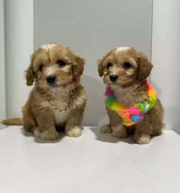 Kore Maltipoo Yavrularımız