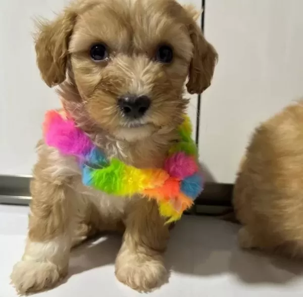 Kore Maltipoo Yavrularımız