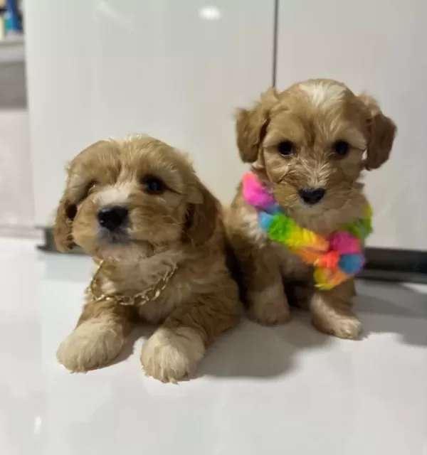 Kore Maltipoo Yavrularımız
