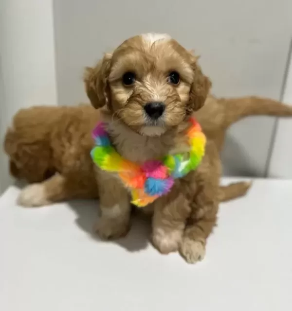 Kore Maltipoo Yavrularımız