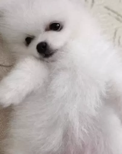 Sevimli Pomeranian Pompisler