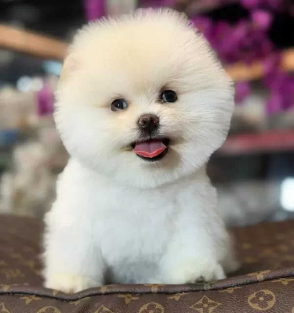 Tedy Bear Bobo Yavrumuz