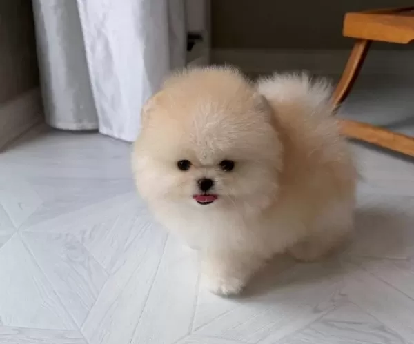 Scr Li Efsane Bobo Yavrumuz