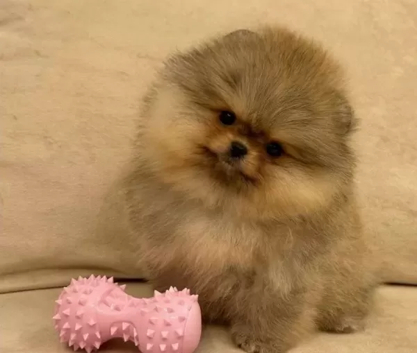 Pomeranian Uretim Ciftliginden
