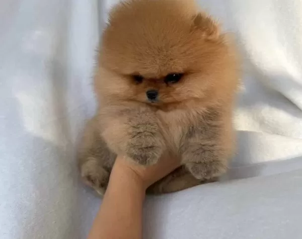 Pomeranian Uretim Ciftliginden