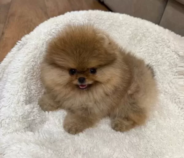 Pomeranian Uretim Ciftliginden