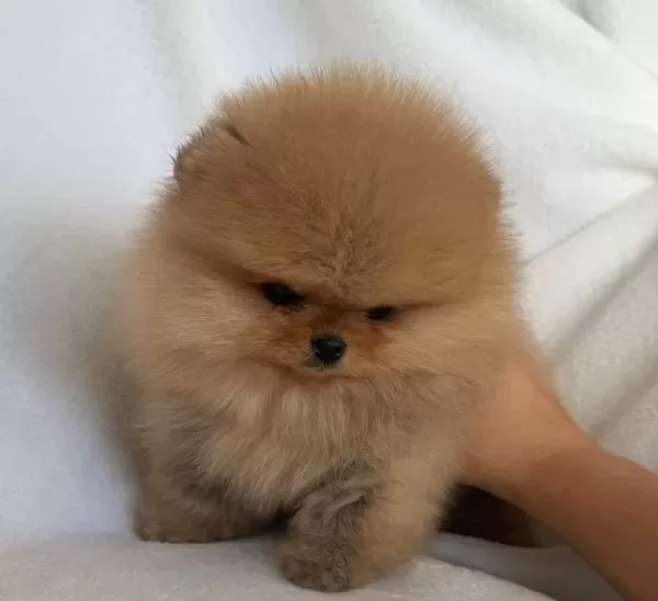 Pomeranian Uretim Ciftliginden