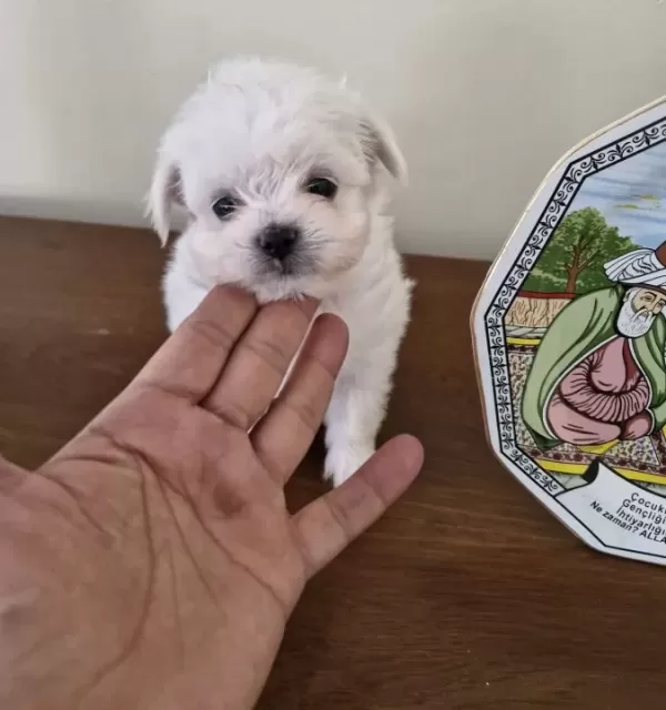Safkan Ve Irk Garantili Yavrularımız