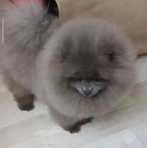 Blue Merle Efsane Erkek