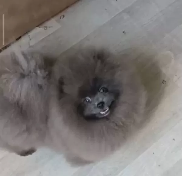 Blue Merle Efsane Erkek