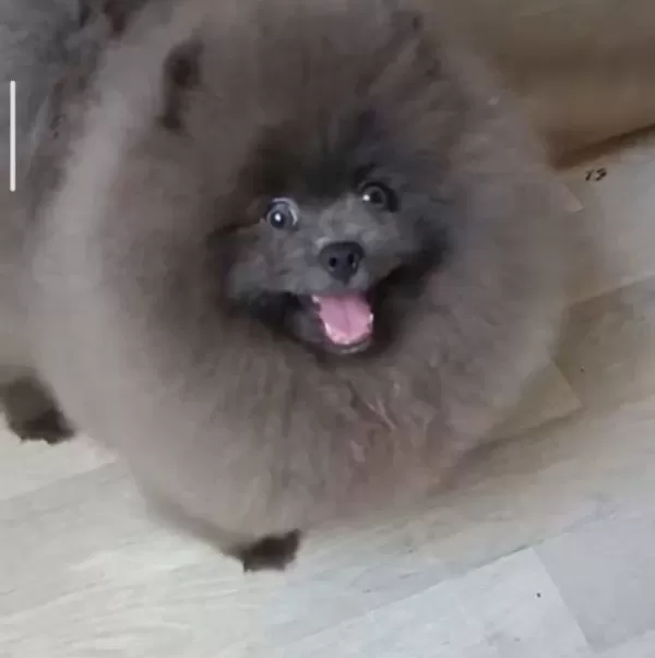 Blue Merle Efsane Erkek
