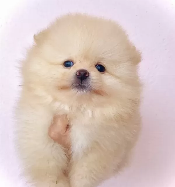 Pomeranian Boo Yavrularımız