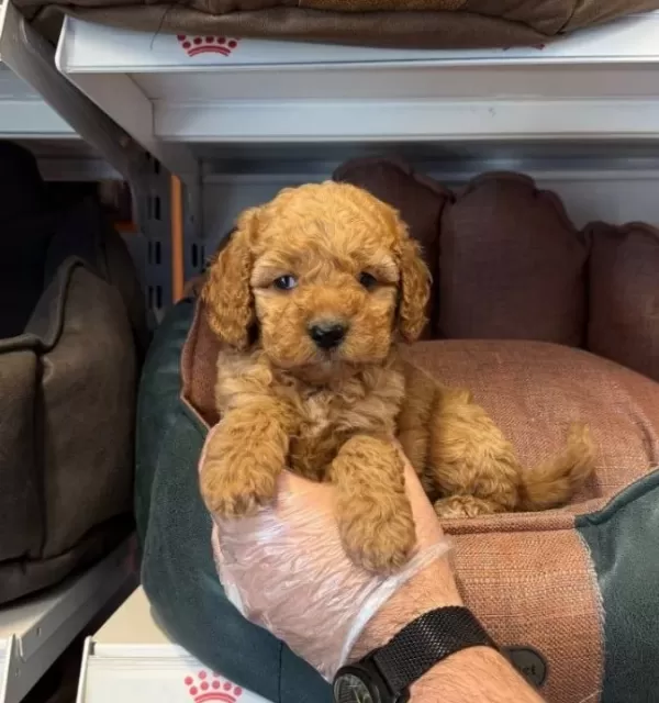 Irk Ve Saglik Garantili Toy Poodle Yavruları