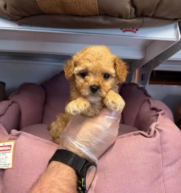 Tea Cup Kore Maltipoo Yavrularımız