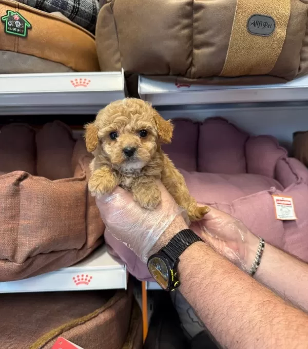 Tea Cup Kore Maltipoo Yavrularımız