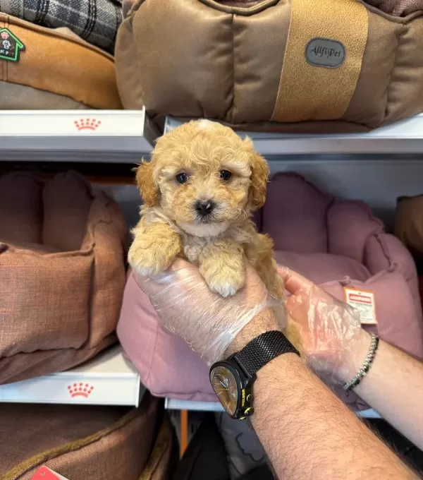 Tea Cup Kore Maltipoo Yavrularımız