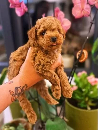 Toy Poodle Yavrular Yeni Yuvalarını Bekliyor
