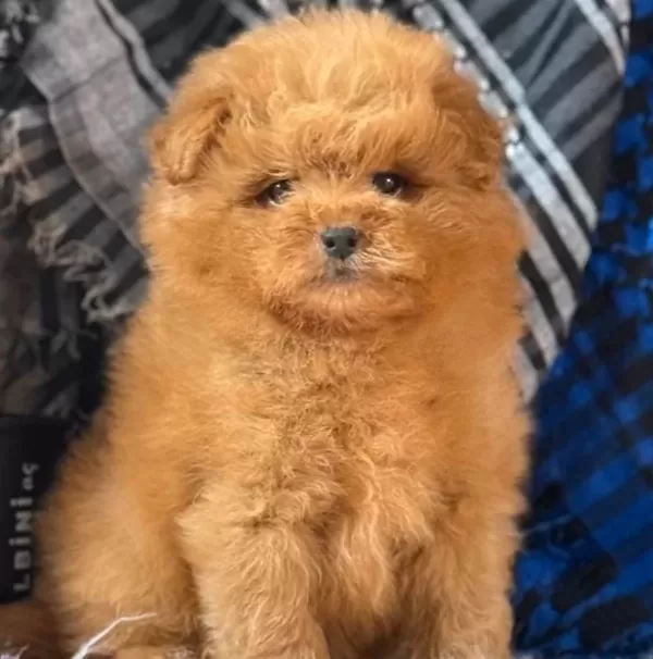 kıpkırmızı Sevimli Toy Poodle Yavrumuz