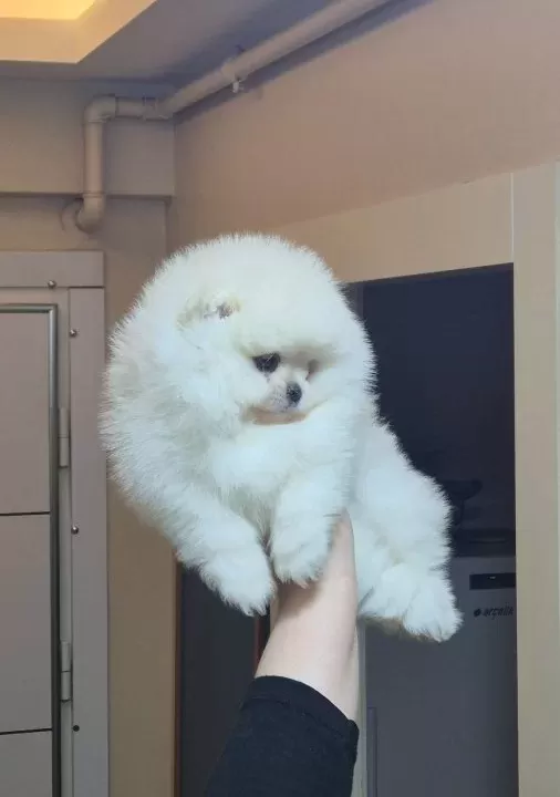 Ayıcık Yüz Pomeranian Boo Erkek