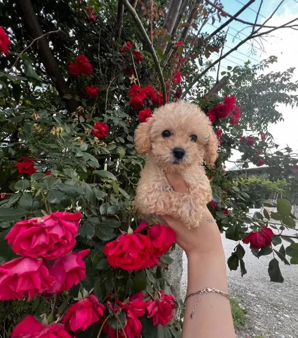 Teacup Maltipoo Yavrularım