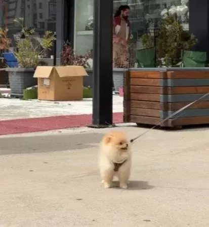 Pomeranian Ayı Surat Guler Yüz
