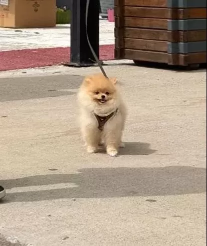 Pomeranian Ayı Surat Guler Yüz