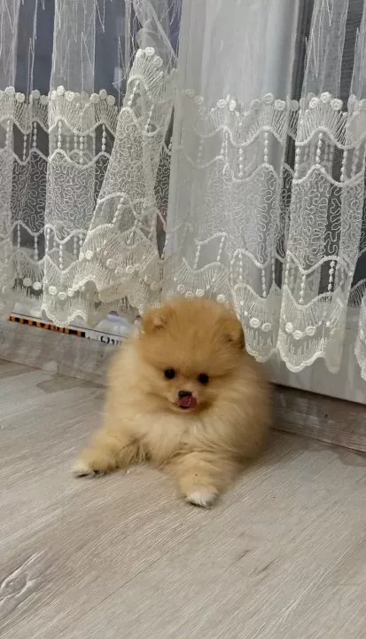 Pomeranian Ayı Surat Guler Yüz