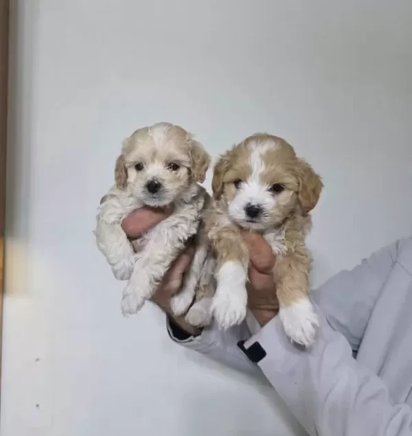 Maltipo Minnaklarım Teslime Hazır