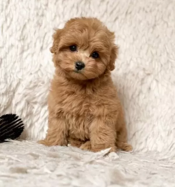 Kahve Tonlu Maltipoo Cinsi Yavrular