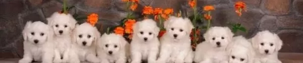 Maltese Terrier Cinsi Yavrular Yavrularımız Numara Ilk